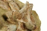 Dinosaur Tendons and Bones in Sandstone - Wyoming #264518-1